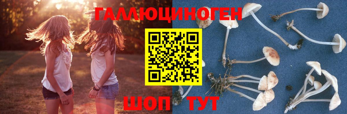 Псилоцибиновые грибы Psilocybe  Вход с VPN  Сызрань 